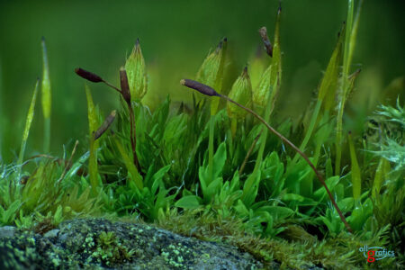 Makro Fotografie Makro