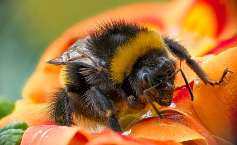 Makro Fotografie Stacking humme2l