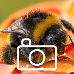 Makro Fotografie Stacking humme2l